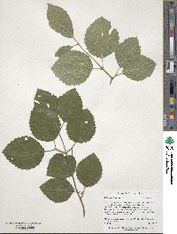 Viburnum dentatum image