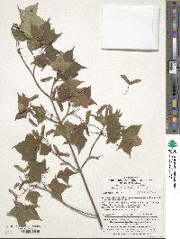 Acer pictum image