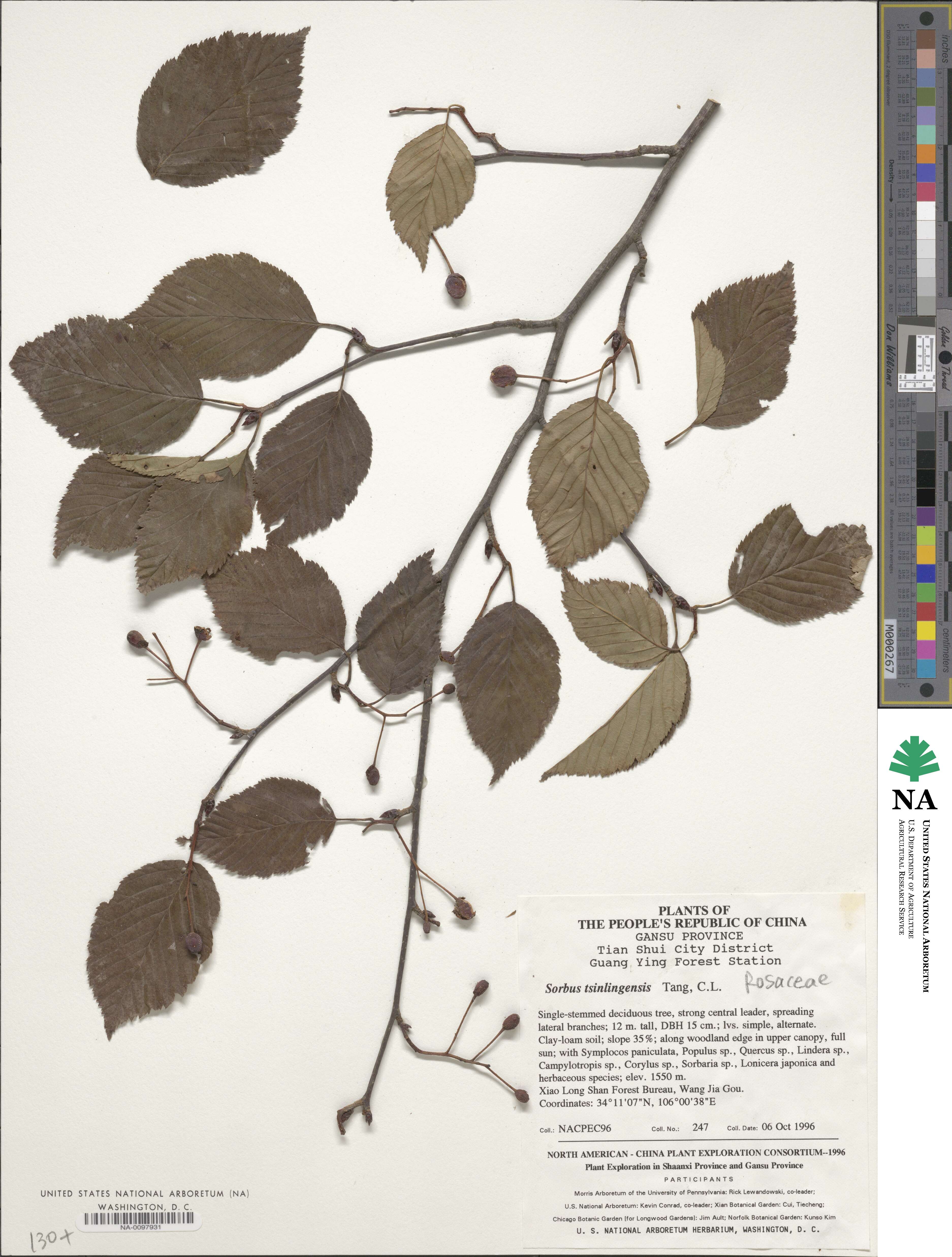 Sorbus tsinlingensis image