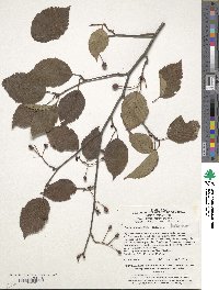 Sorbus tsinlingensis image