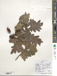 Quercus robur image