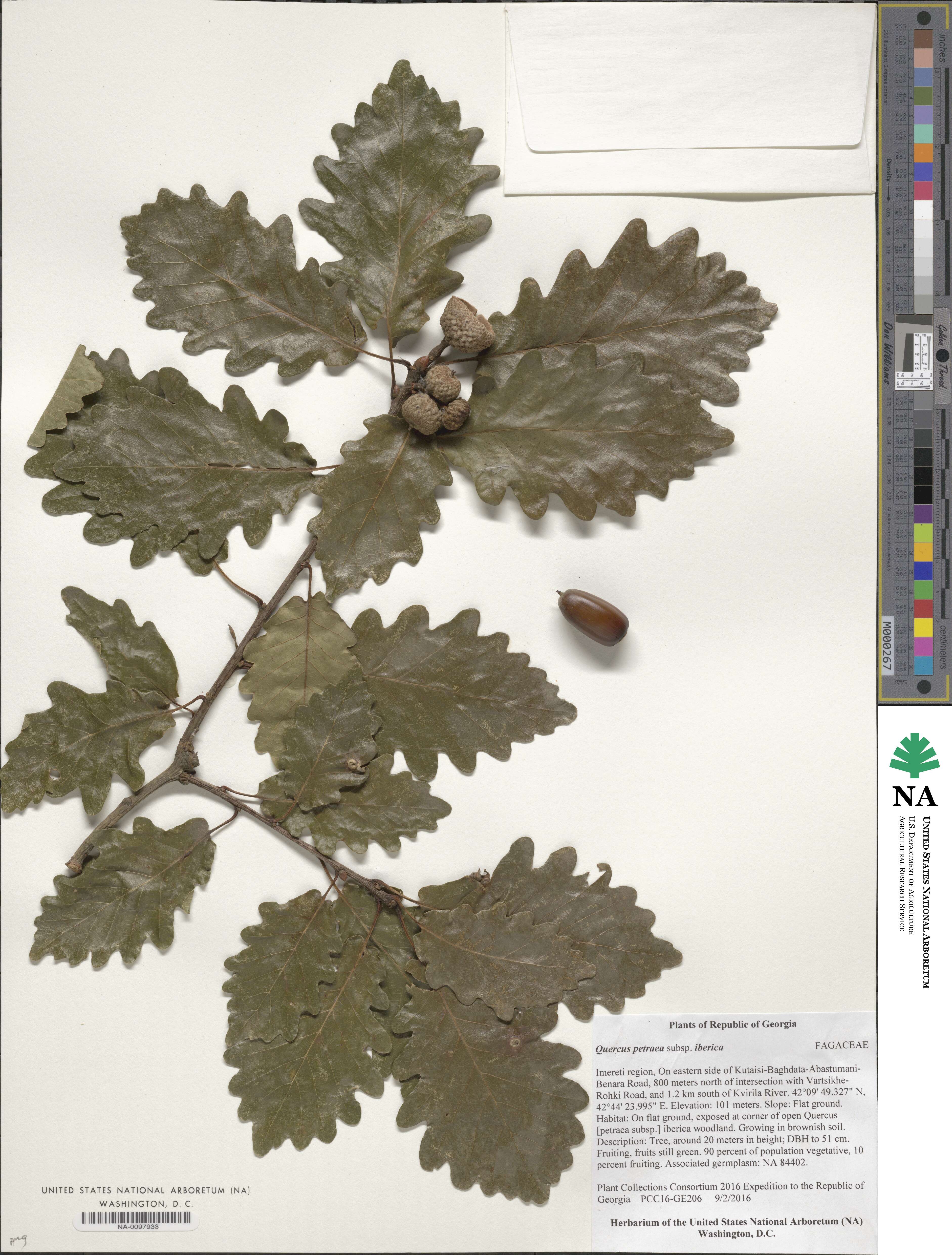 Quercus petraea image