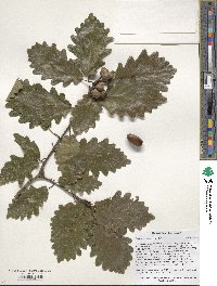 Quercus petraea subsp. polycarpa image