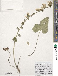 Image of Campanula alliariifolia