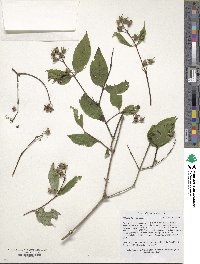 Image of Philadelphus caucasicus