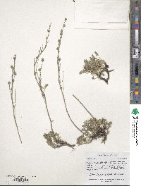 Artemisia alpina image