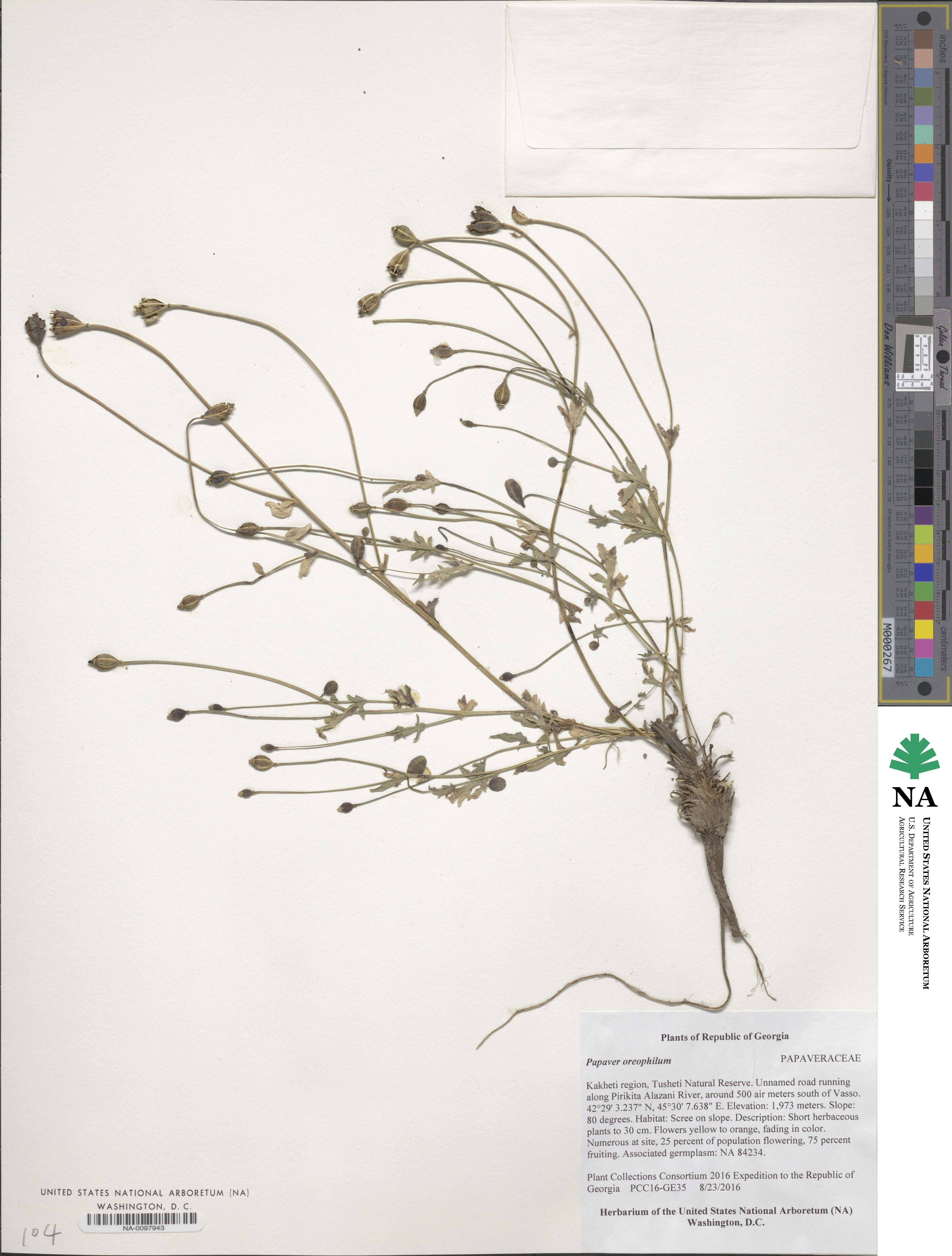 Papaver oreophilum image