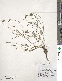 Image of Papaver oreophilum