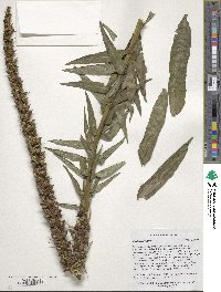 Digitalis ferruginea image