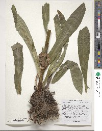 Digitalis ferruginea image