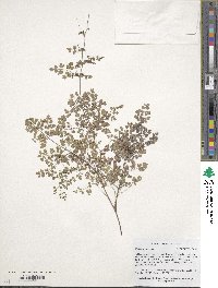 Thalictrum foetidum image