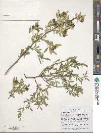 Chrysojasminum fruticans image