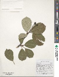 Sorbus aucuparia image