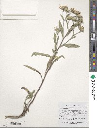 Aster amellus image