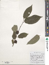 Diospyros lotus image