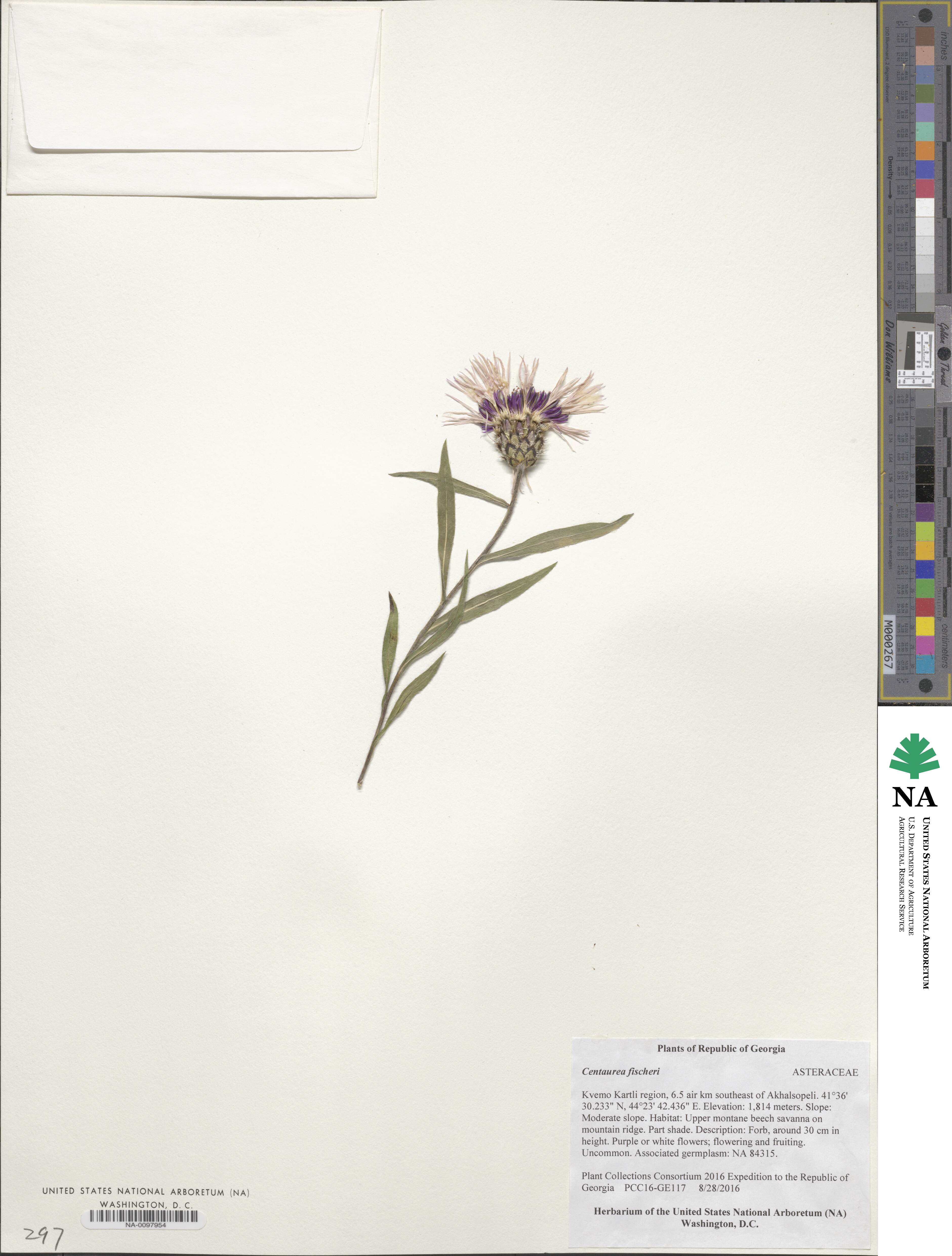 Centaurea cheiranthifolia image