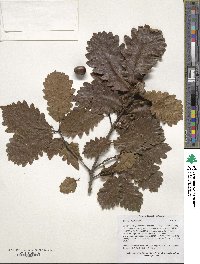 Quercus hartwissiana image