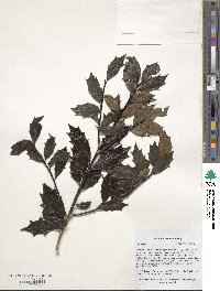 Ilex colchica image