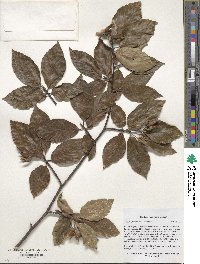 Fagus orientalis image