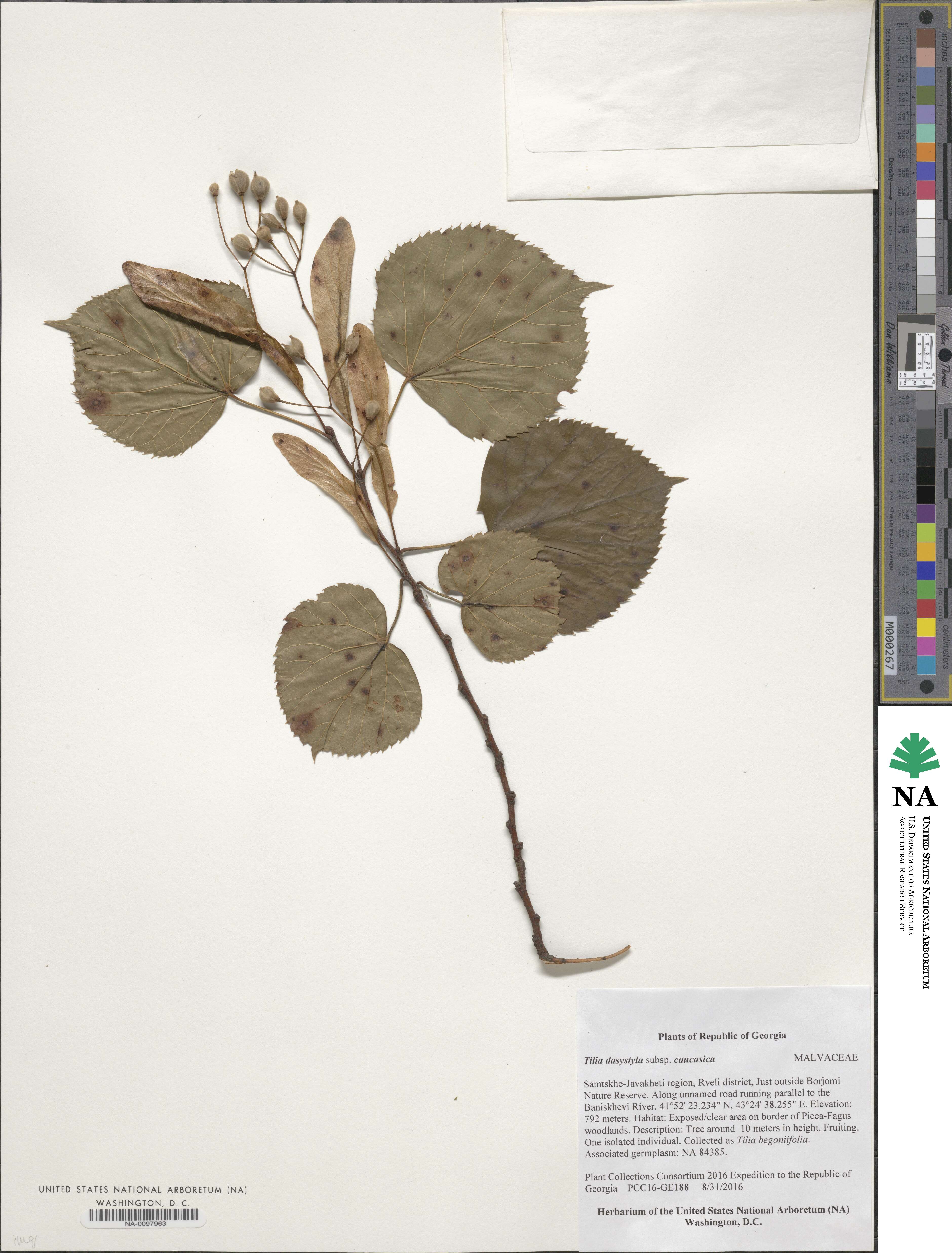 Tilia dasystyla subsp. caucasica image