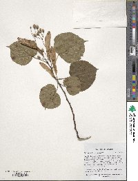 Tilia dasystyla image