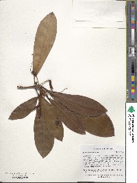 Rhododendron ponticum image