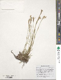 Dianthus crinitus image