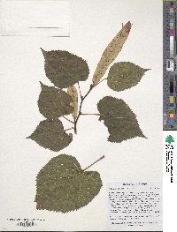 Tilia dasystyla subsp. caucasica image