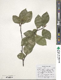 Fagus orientalis image