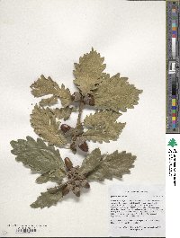 Quercus macranthera image