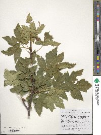 Acer heldreichii image