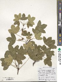 Acer monspessulanum image