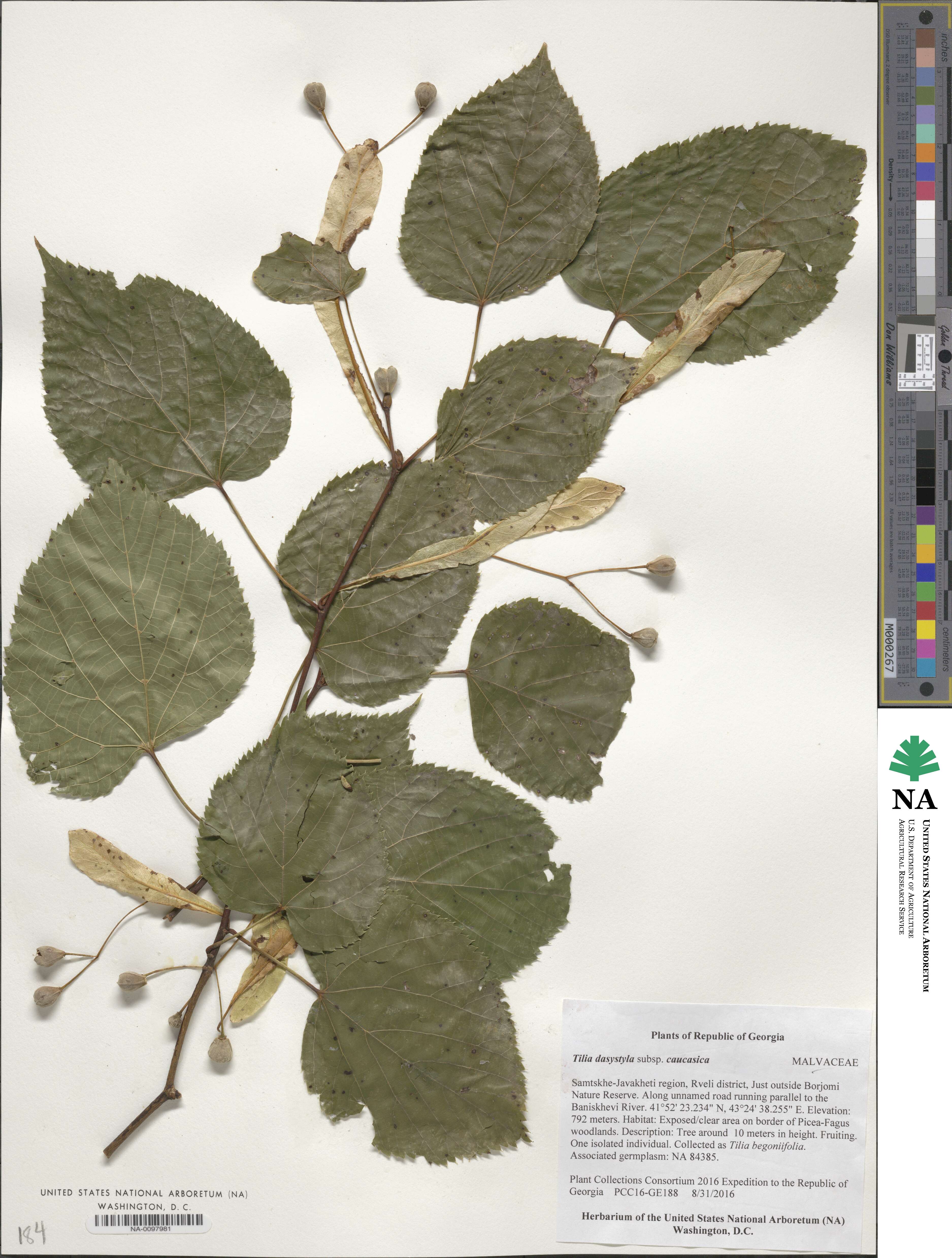 Tilia dasystyla subsp. caucasica image