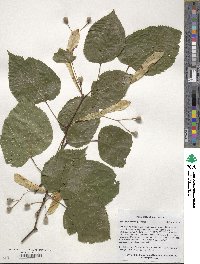 Tilia dasystyla image