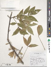 Fraxinus pennsylvanica var. pennsylvanica image