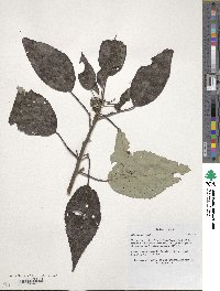 Hibiscus moscheutos subsp. moscheutos image