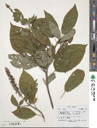 Clethra acuminata image