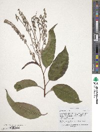 Oxydendrum arboreum image