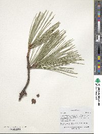 Pinus rigida image