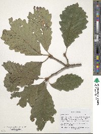 Quercus montana image