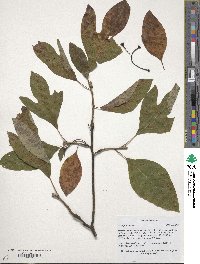 Sassafras albidum image