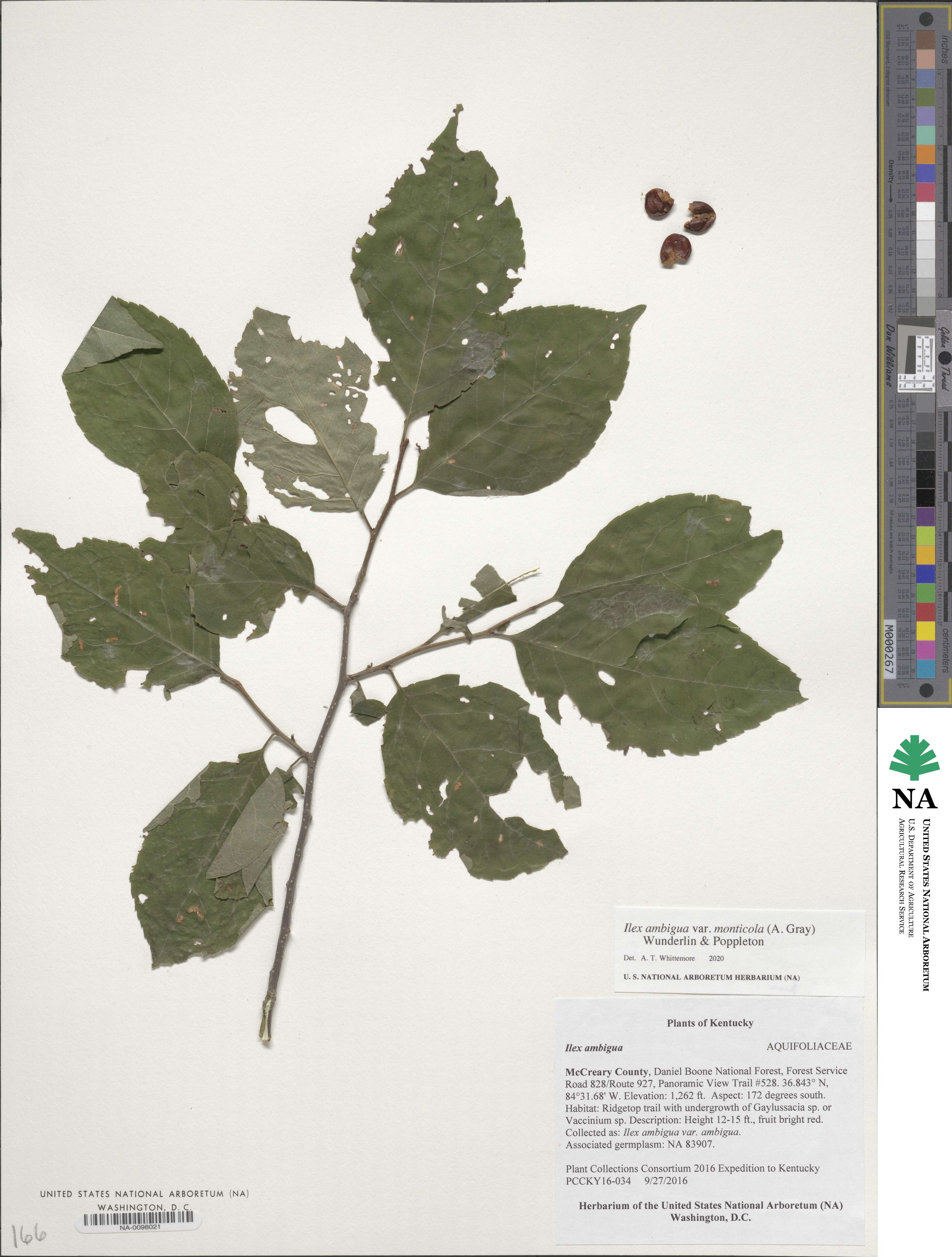 Ilex ambigua image