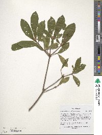 Rhododendron cumberlandense image