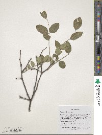 Robinia hispida image