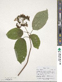 Hydrangea anomala image