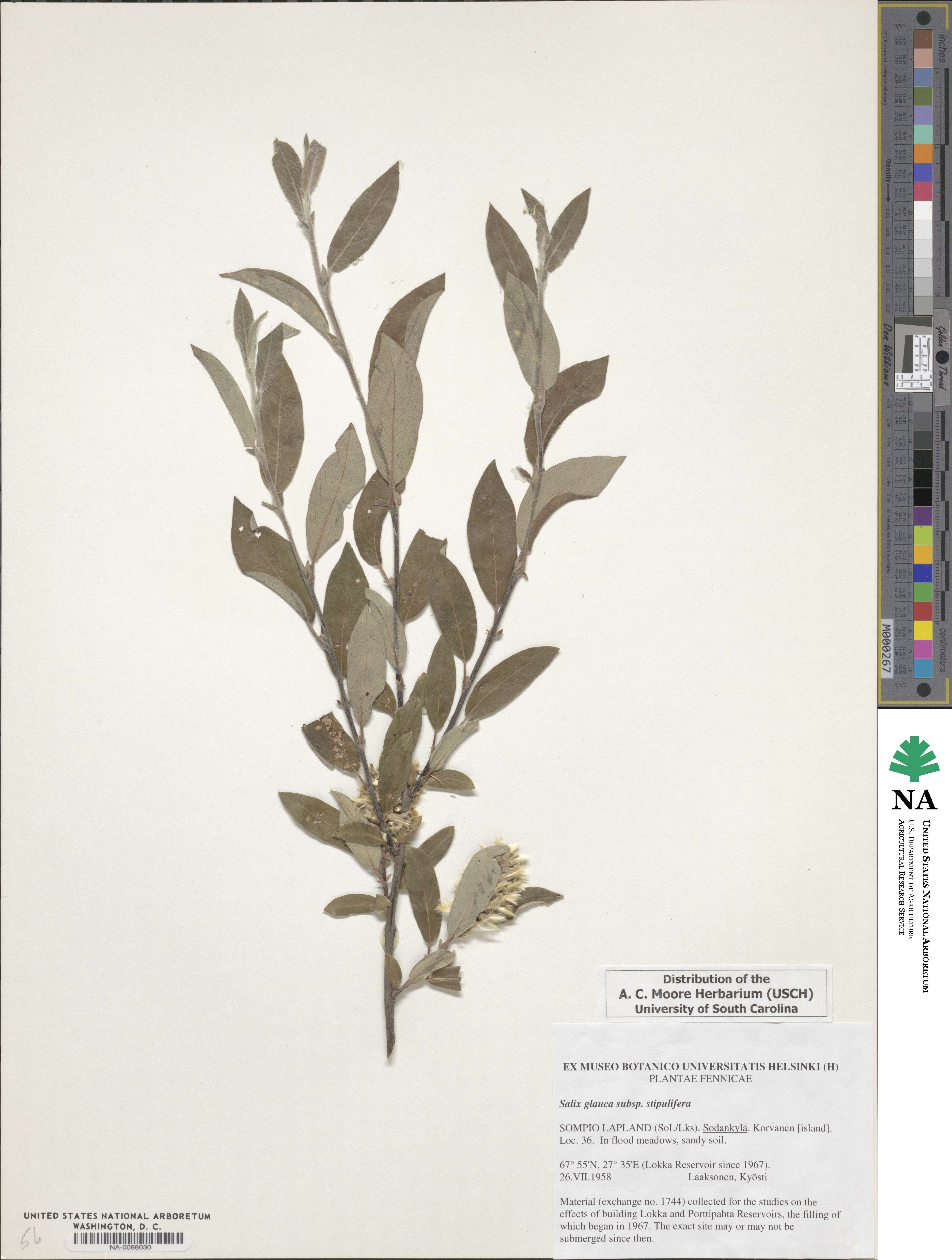 Salix glauca var. stipulata image