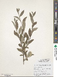 Salix glauca image