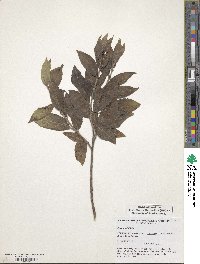 Salix myrsinifolia image