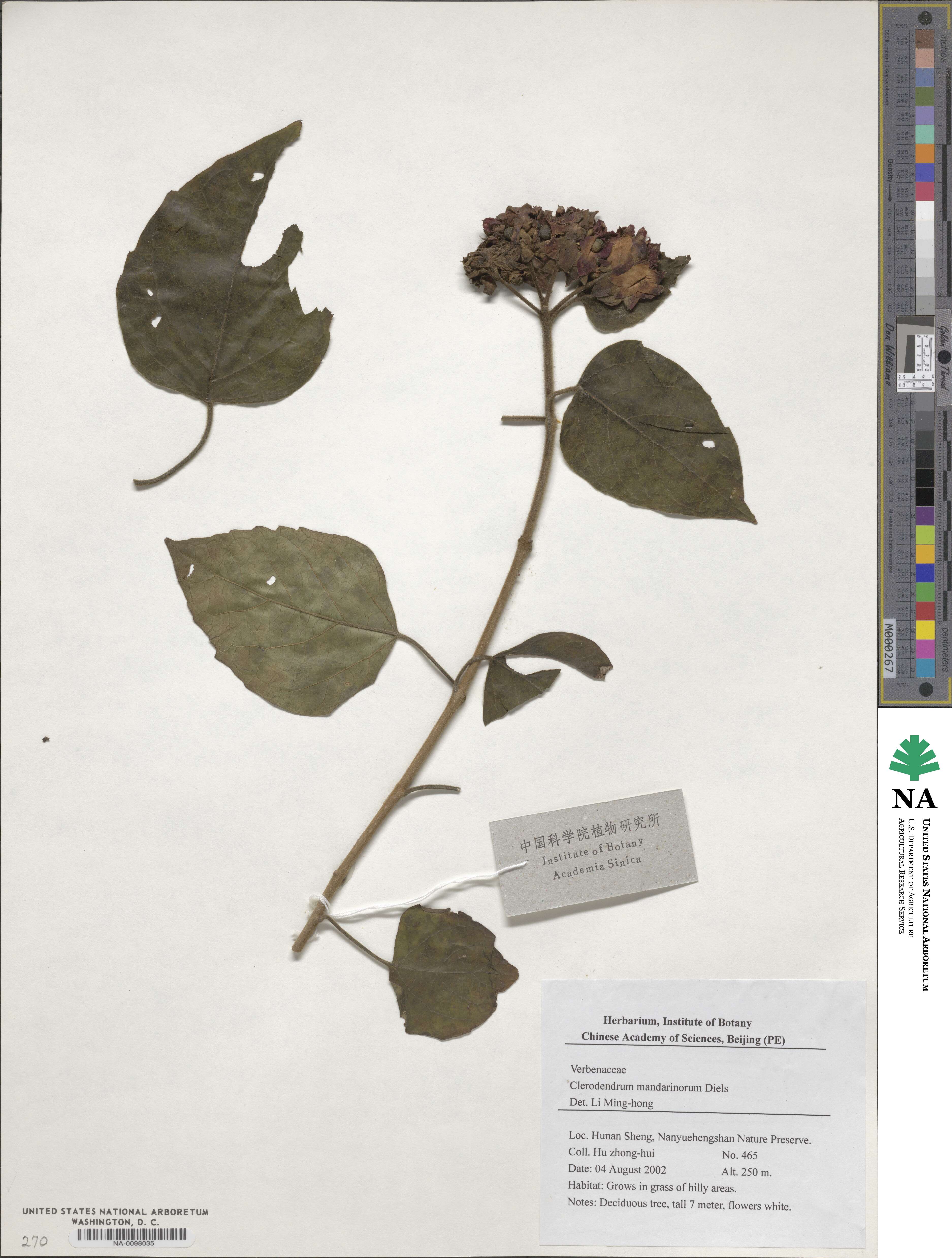 Clerodendrum mandarinorum image