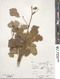 Vitis vinifera image